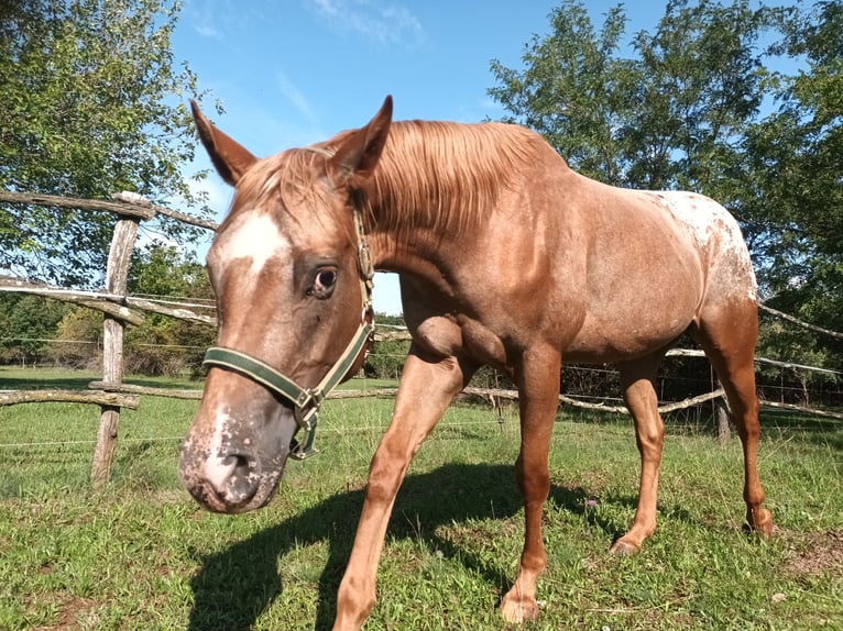 Appaloosa Stute 4 Jahre 153 cm Dunkelfuchs in Komen