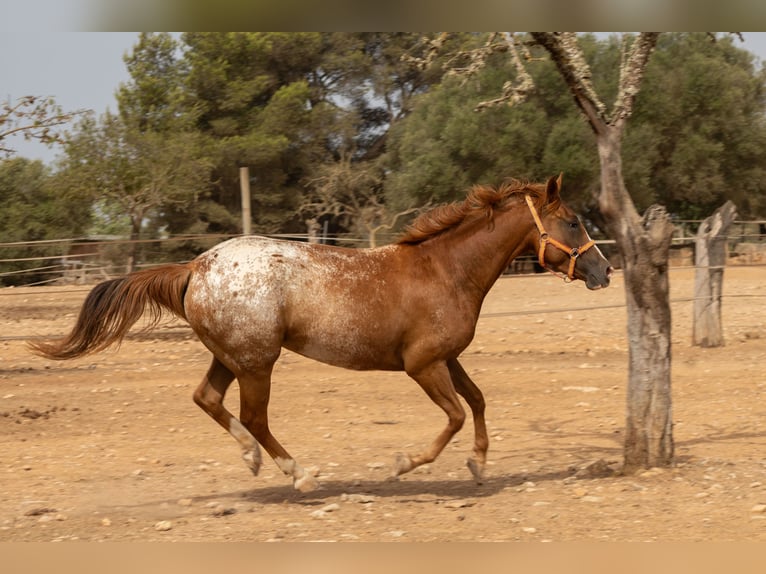 Appaloosa Stute 4 Jahre 154 cm Brauner in Algaida