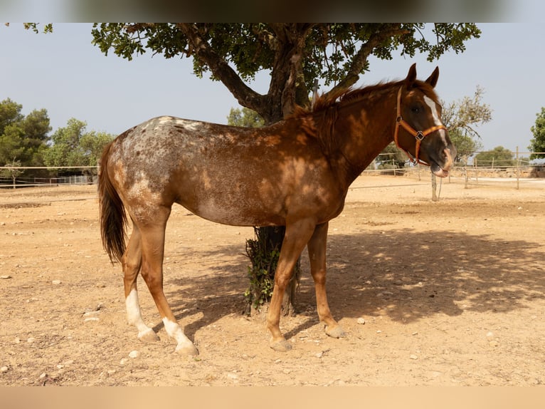 Appaloosa Stute 4 Jahre 154 cm Brauner in Algaida