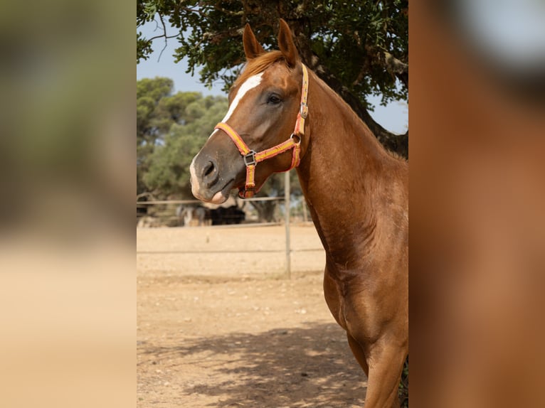 Appaloosa Stute 4 Jahre 154 cm Brauner in Algaida