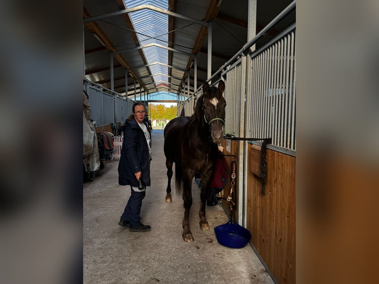 Appaloosa Mix Stute 4 Jahre 154 cm Dunkelfuchs in Trittau