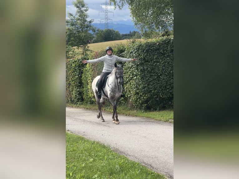 Appaloosa Stute 4 Jahre 154 cm Tigerschecke in Hinteregg