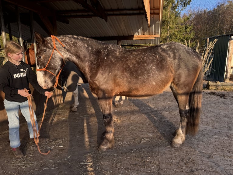 Appaloosa Mix Stute 4 Jahre 155 cm Apfelschimmel in Soltau