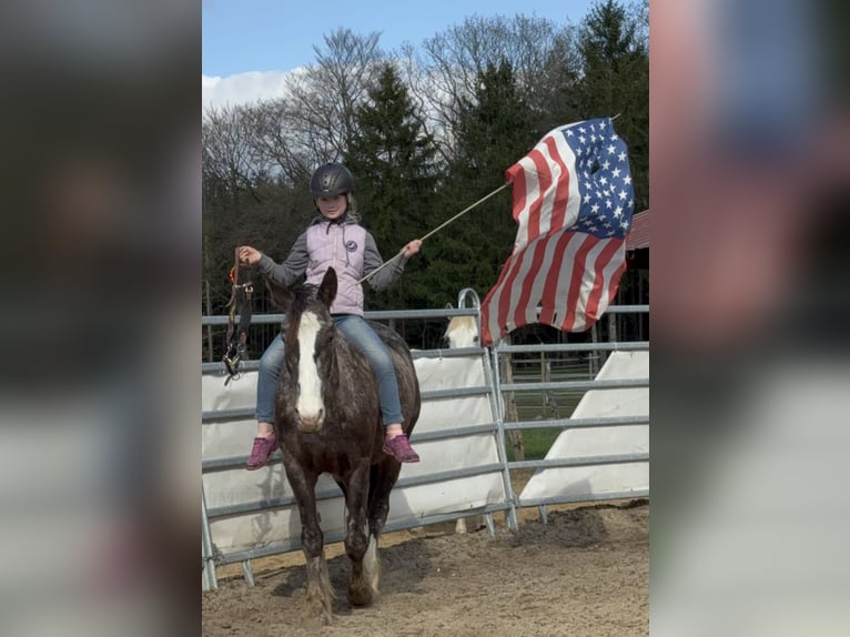 Appaloosa Mix Stute 4 Jahre 155 cm Apfelschimmel in Soltau