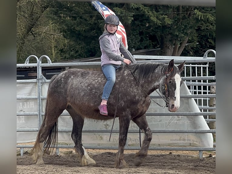 Appaloosa Mix Stute 4 Jahre 155 cm Apfelschimmel in Soltau