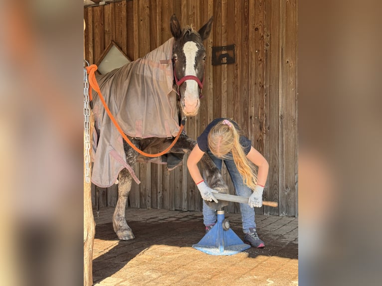Appaloosa Mix Stute 4 Jahre 155 cm Apfelschimmel in Soltau