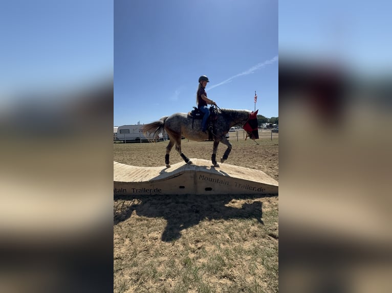Appaloosa Mix Stute 4 Jahre 155 cm Apfelschimmel in Soltau
