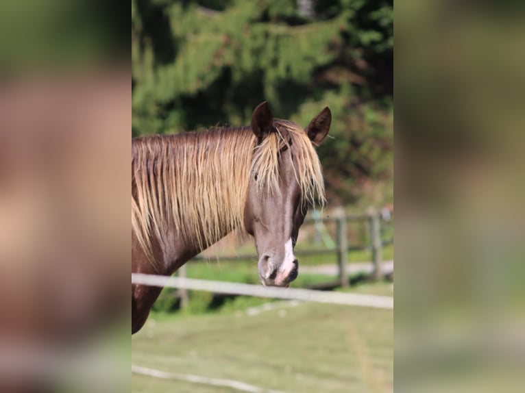Appaloosa Stute 4 Jahre 155 cm  in Lörrach