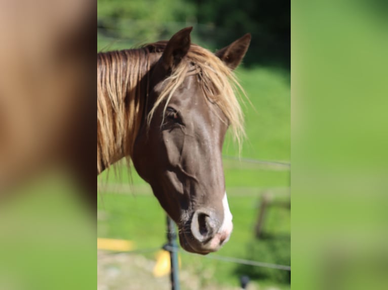 Appaloosa Stute 4 Jahre 155 cm  in Lörrach