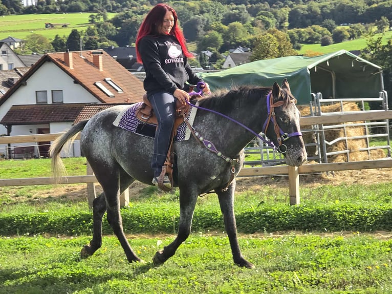 Appaloosa Mix Stute 4 Jahre 156 cm Tigerschecke in Linkenbach