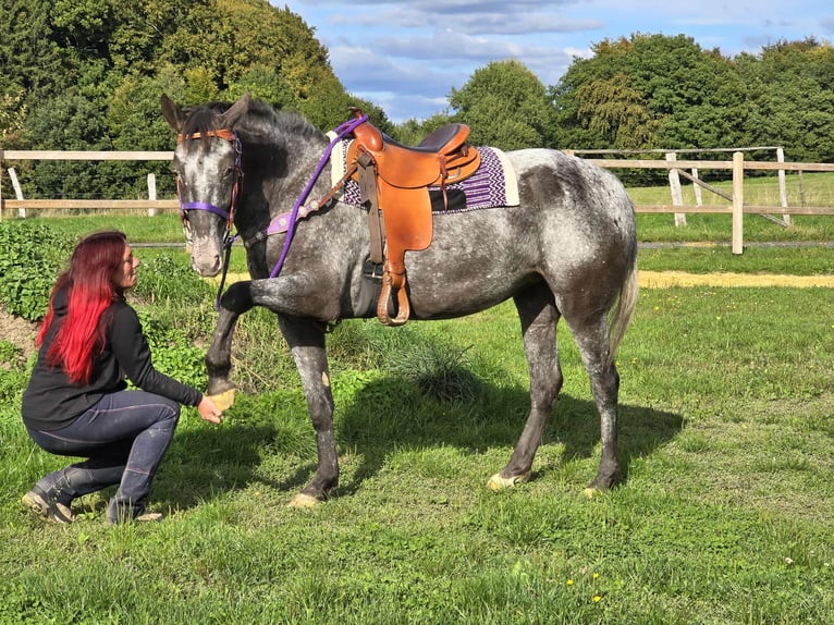Appaloosa Mix Stute 4 Jahre 156 cm Tigerschecke in Linkenbach