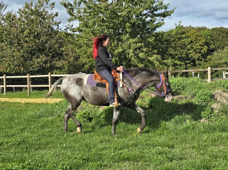 Appaloosa Mix Stute 4 Jahre 156 cm Tigerschecke in Linkenbach