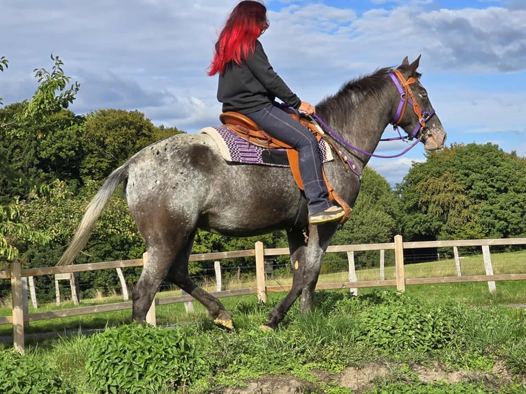 Appaloosa Mix Stute 4 Jahre 156 cm Tigerschecke in Linkenbach