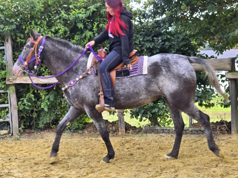 Appaloosa Mix Stute 4 Jahre 156 cm Tigerschecke in Linkenbach
