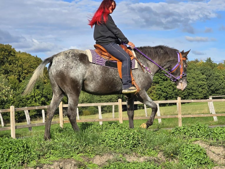Appaloosa Mix Stute 4 Jahre 156 cm Tigerschecke in Linkenbach
