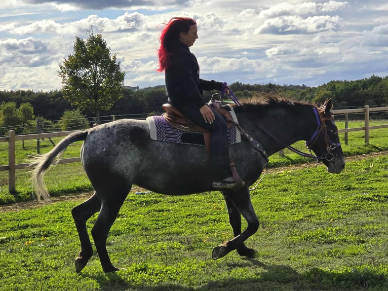 Appaloosa Mix Stute 4 Jahre 156 cm Tigerschecke in Linkenbach
