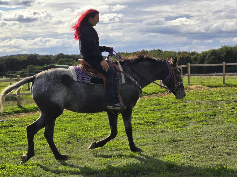 Appaloosa Mix Stute 4 Jahre 156 cm Tigerschecke in Linkenbach