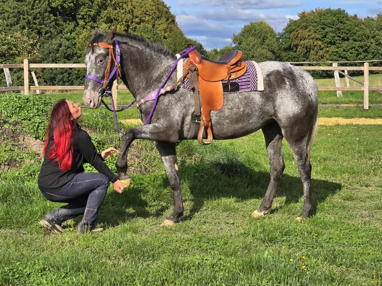 Appaloosa Mix Stute 4 Jahre 156 cm Tigerschecke in Linkenbach