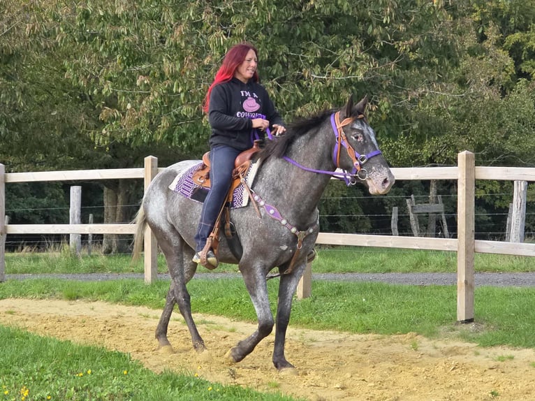 Appaloosa Mix Stute 4 Jahre 156 cm Tigerschecke in Linkenbach
