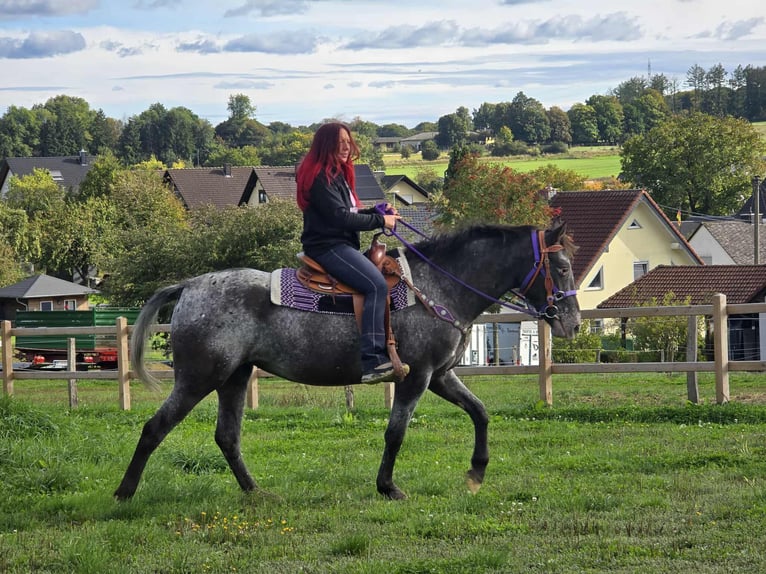 Appaloosa Mix Stute 4 Jahre 156 cm Tigerschecke in Linkenbach