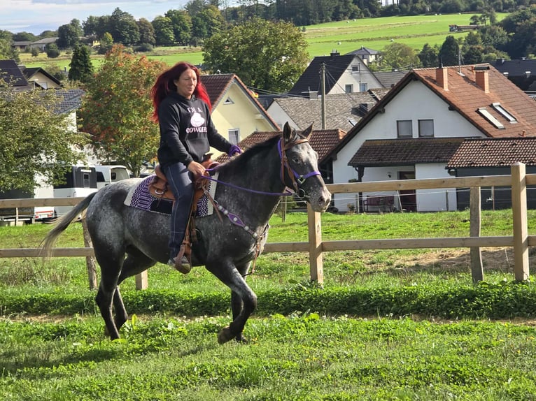 Appaloosa Mix Stute 4 Jahre 156 cm Tigerschecke in Linkenbach