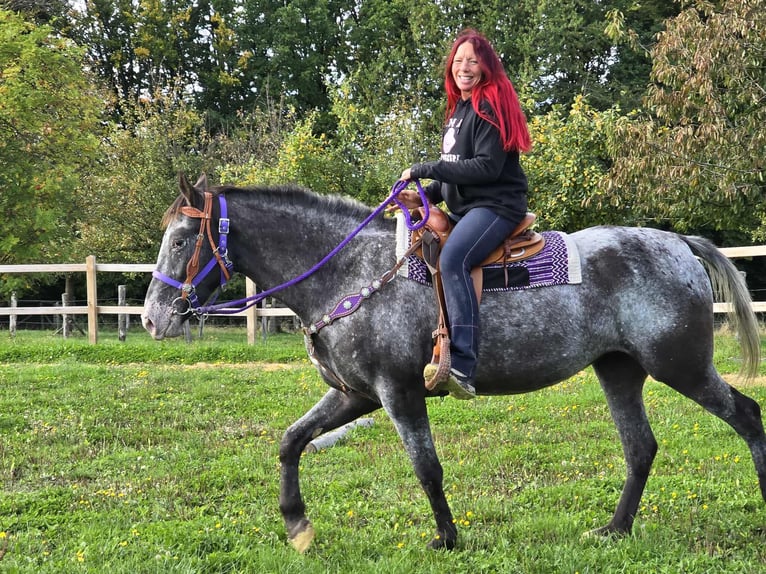 Appaloosa Mix Stute 4 Jahre 156 cm Tigerschecke in Linkenbach