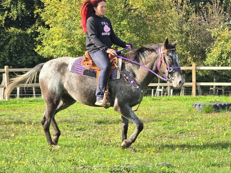 Appaloosa Mix Stute 4 Jahre 156 cm Tigerschecke in Linkenbach