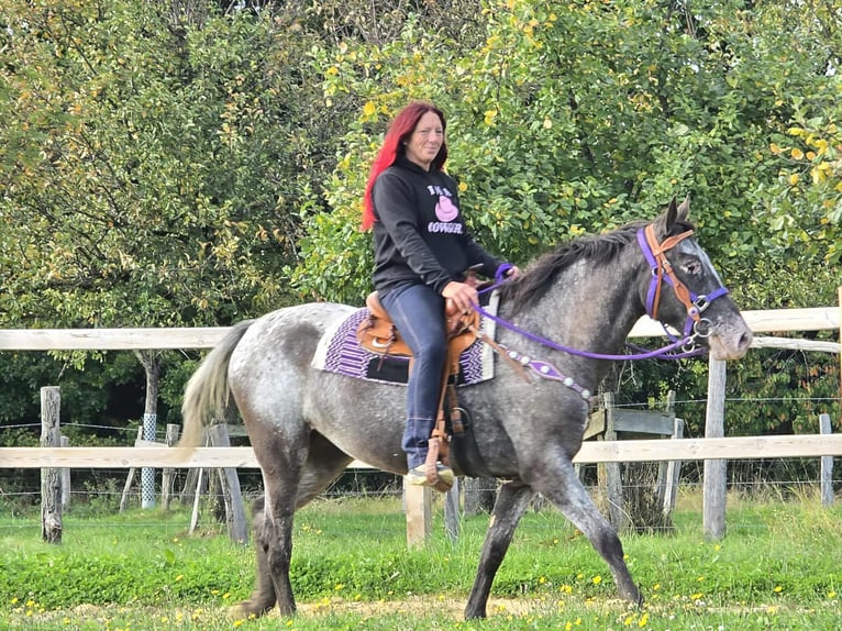 Appaloosa Mix Stute 4 Jahre 156 cm Tigerschecke in Linkenbach