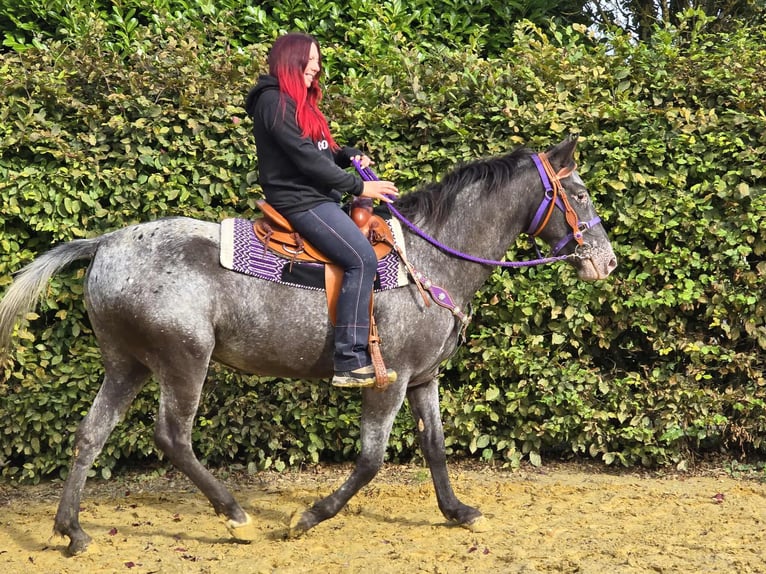 Appaloosa Mix Stute 4 Jahre 156 cm Tigerschecke in Linkenbach