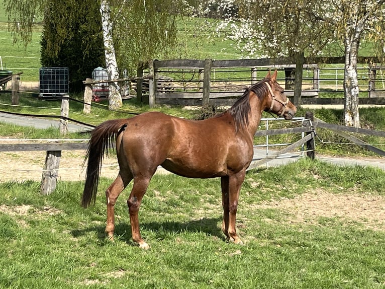 Appaloosa Stute 4 Jahre 157 cm Rotfuchs in Schieder-Schwalenberg