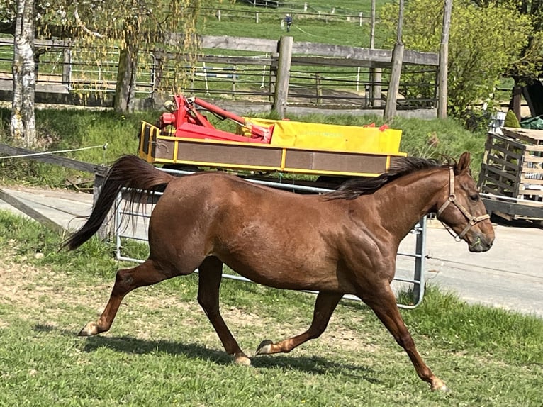 Appaloosa Stute 4 Jahre 157 cm Rotfuchs in Schieder-Schwalenberg