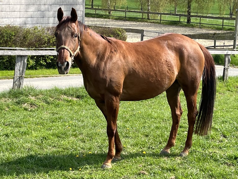 Appaloosa Stute 4 Jahre 157 cm Rotfuchs in Schieder-Schwalenberg