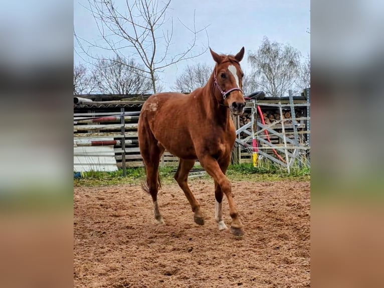 Appaloosa Stute 4 Jahre 157 cm Rotfuchs in Dickel