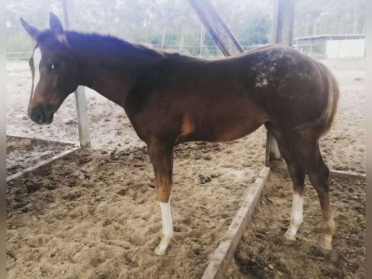Appaloosa Stute 4 Jahre 157 cm Rotfuchs in Dickel