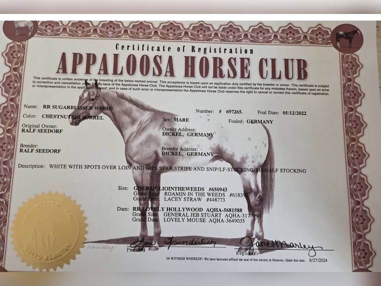 Appaloosa Stute 4 Jahre 157 cm Rotfuchs in Dickel