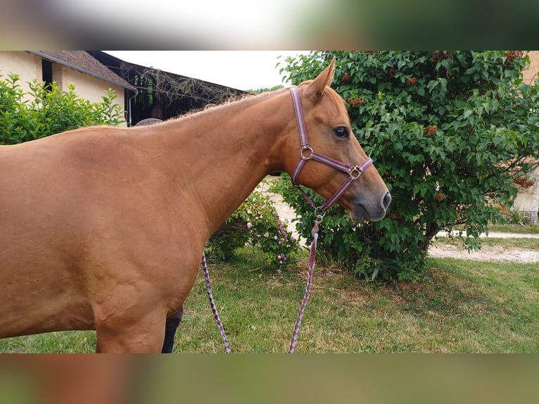 Appaloosa Stute 4 Jahre 160 cm Fuchs in Treigny