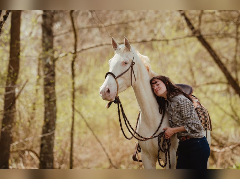 Appaloosa Mix Stute 4 Jahre 164 cm Perlino in Lauchringen