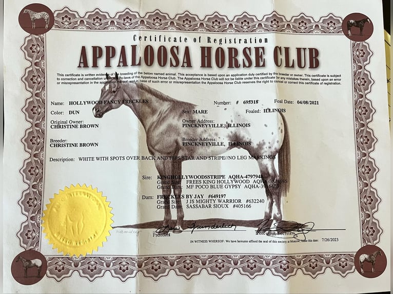 Appaloosa Stute 4 Jahre in Hardinsburg IN