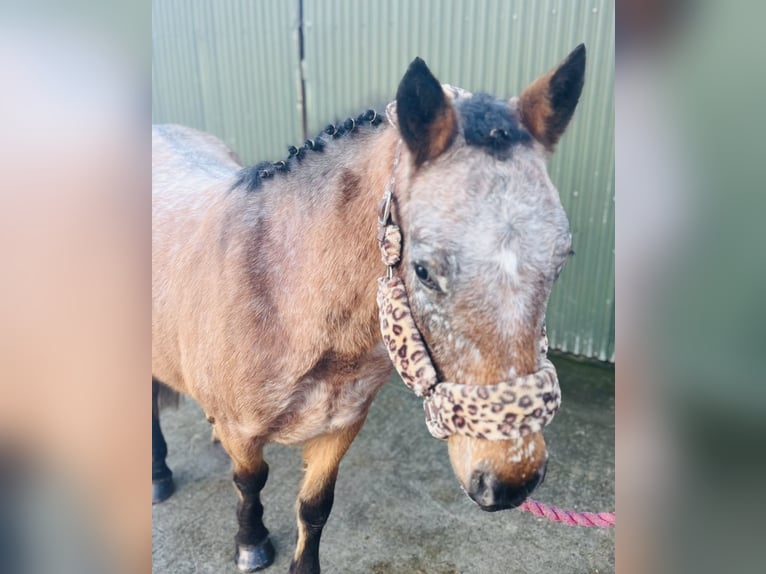Appaloosa Stute 5 Jahre 128 cm Roan-Red in Sligo