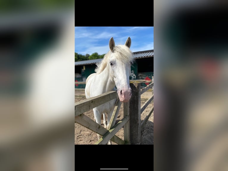 Appaloosa Stute 5 Jahre 140 cm Tigerschecke in Beverwijk