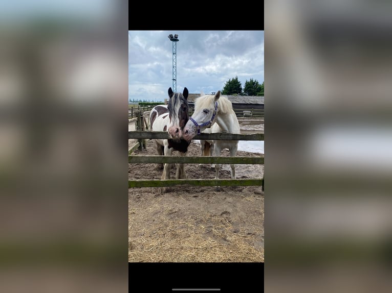 Appaloosa Stute 5 Jahre 140 cm Tigerschecke in Beverwijk