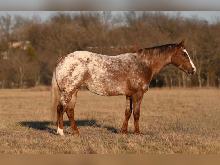Appaloosa Stute 5 Jahre 142 cm Roan-Red in Madisonville TX