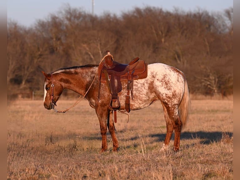 Appaloosa Stute 5 Jahre 142 cm Roan-Red in Madisonville TX