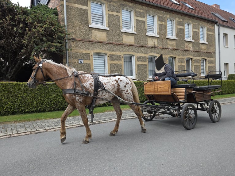 Appaloosa Stute 5 Jahre 142 cm Tigerschecke in Naumburg