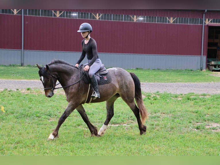 Appaloosa Stute 5 Jahre 145 cm Rotbrauner in Howell