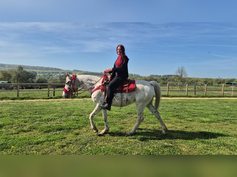 Appaloosa Stute 5 Jahre 149 cm Tigerschecke in Linkenbach