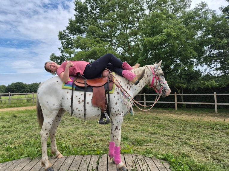 Appaloosa Stute 5 Jahre 149 cm Tigerschecke in Linkenbach