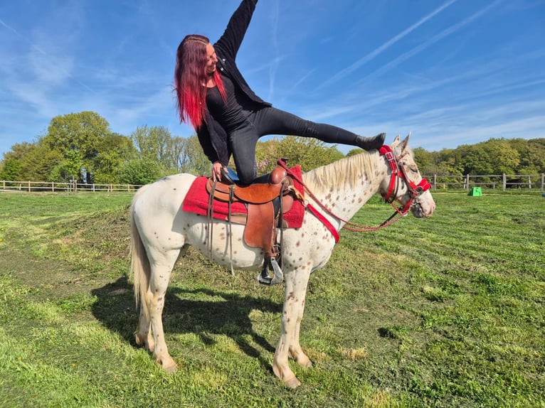 Appaloosa Stute 5 Jahre 149 cm Tigerschecke in Linkenbach