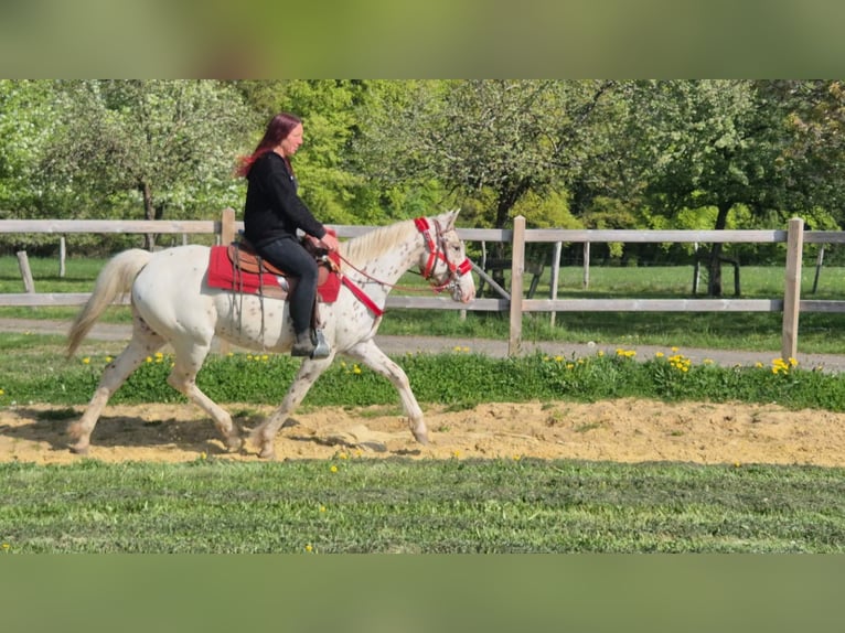 Appaloosa Stute 5 Jahre 149 cm Tigerschecke in Linkenbach