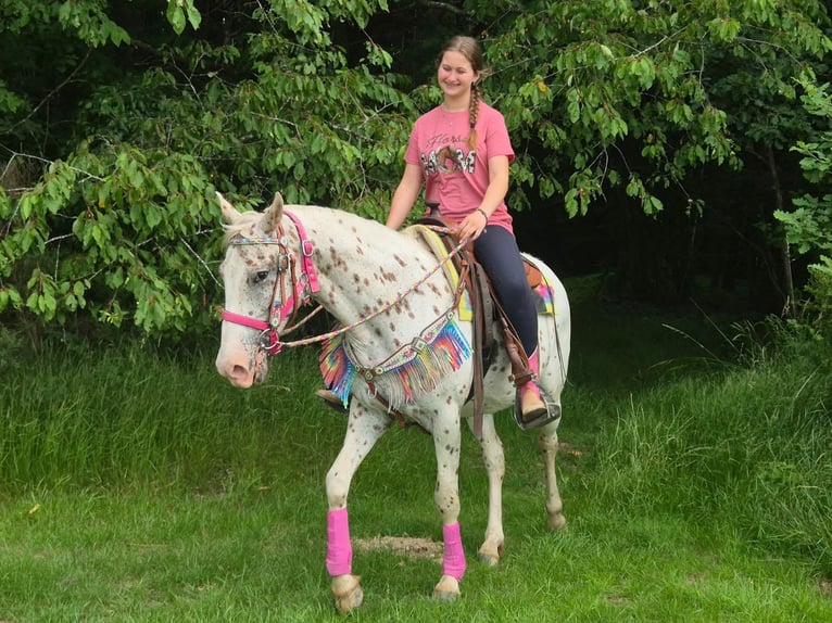 Appaloosa Stute 5 Jahre 149 cm Tigerschecke in Linkenbach